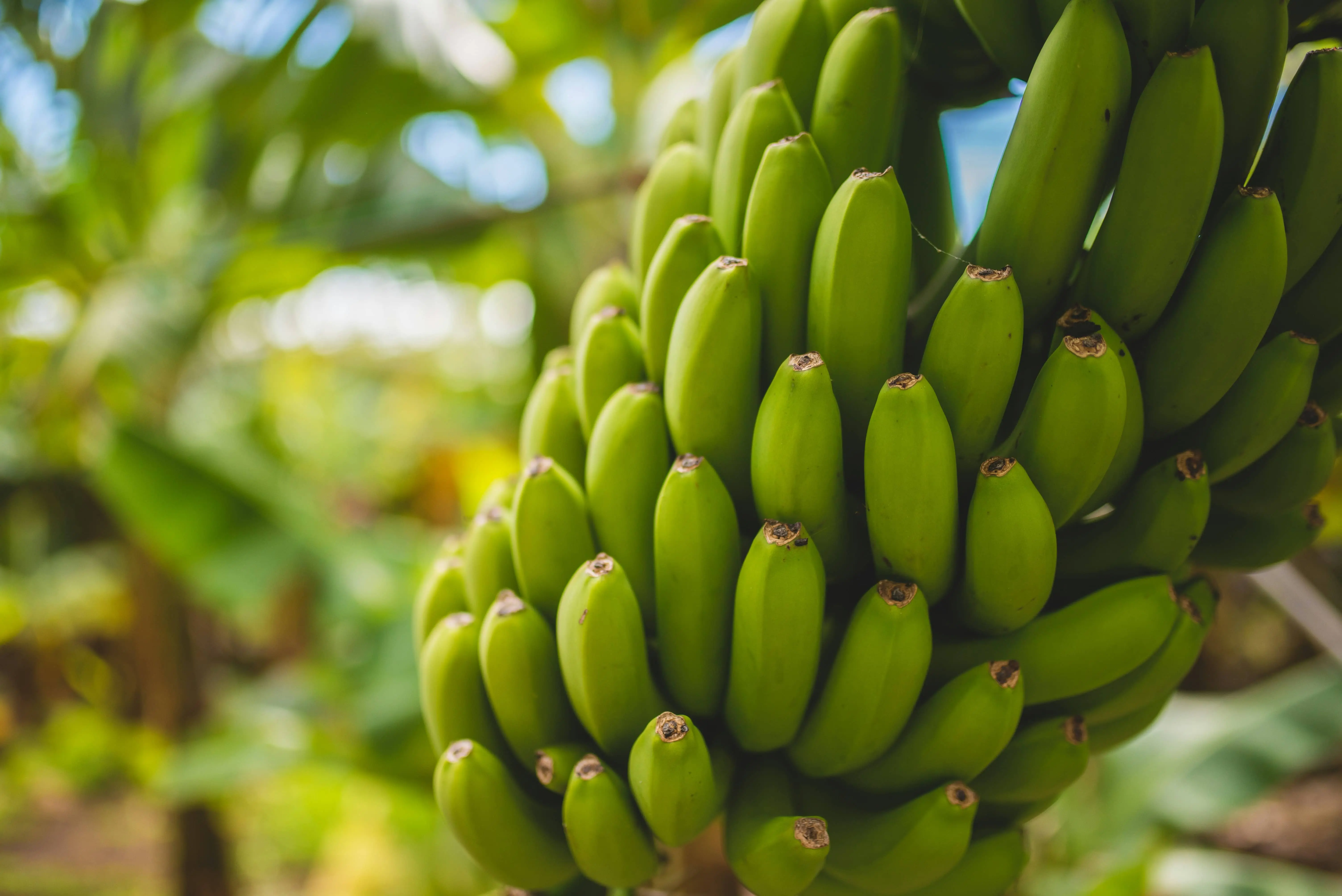 Banana tree